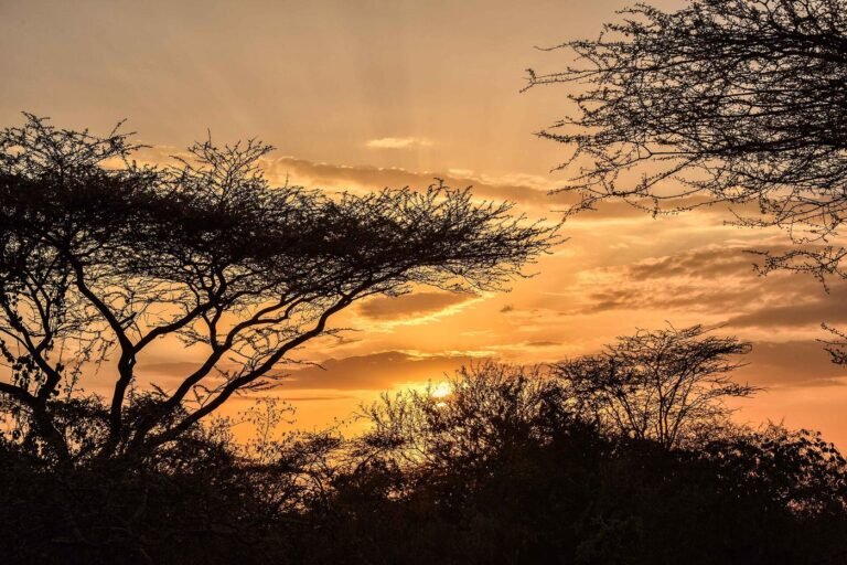 Acacia trees silhouetted against an orange African sunset