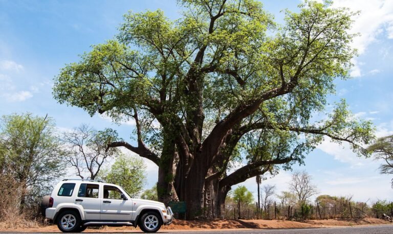 The Big Tree, a giant baobab outside Victoria Falls town