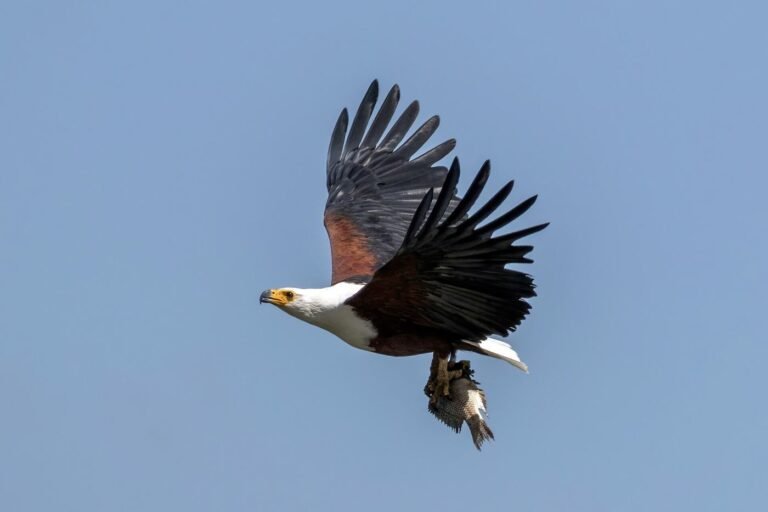 African fish eagle in flight carrying a fish