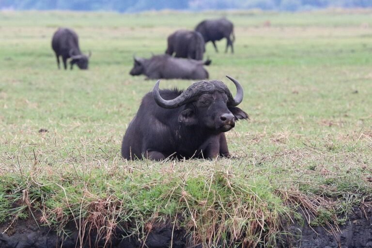 African buffalo grazing in Chobe National Park