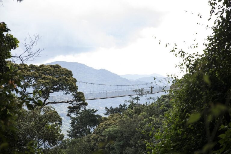 Suspended walkway through a forest canopy