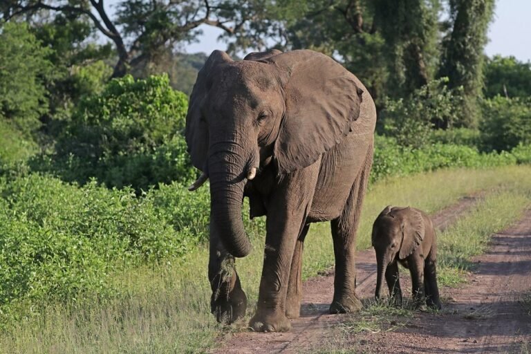 Elephant mother and six-week-old calf walking along a bush track