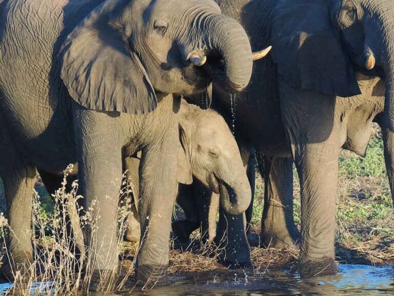Family of elephants at the water's edge on the Chobe River