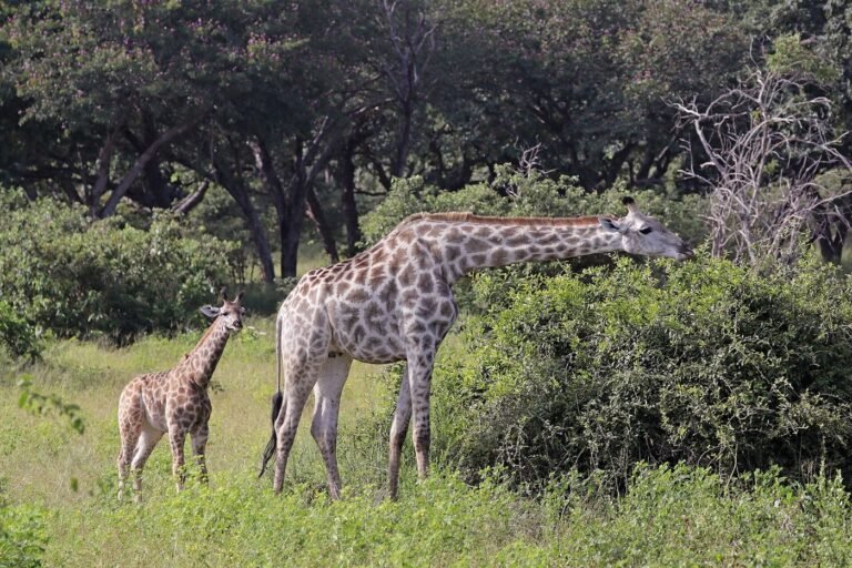 Giraffe mother and young calf browsing in woodland