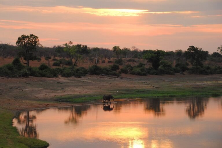 Elephant drinking at a Chobe River waterhole under an orange sunset, Botswana