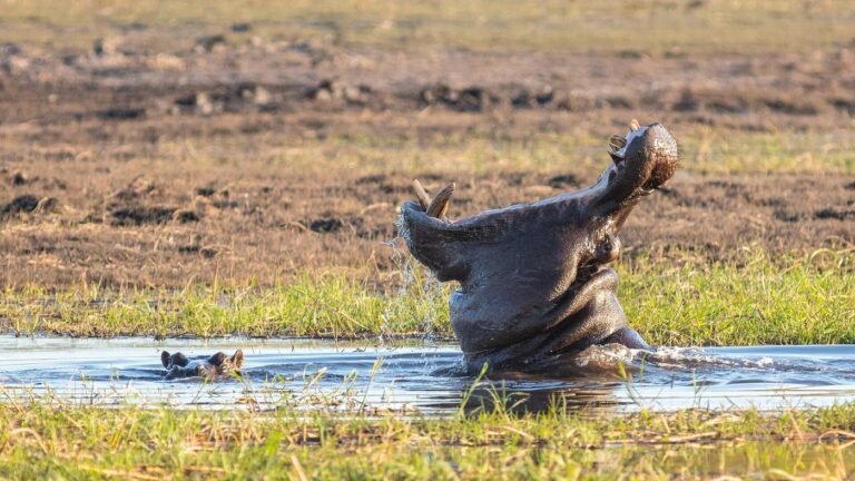 Hippos surfacing in a Chobe National Park waterhole