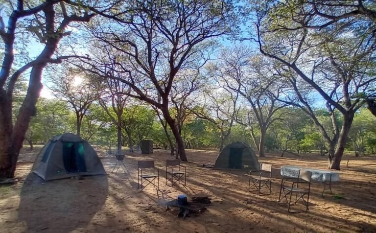 Dome tents and camp chairs under trees on a Chobe camping safari