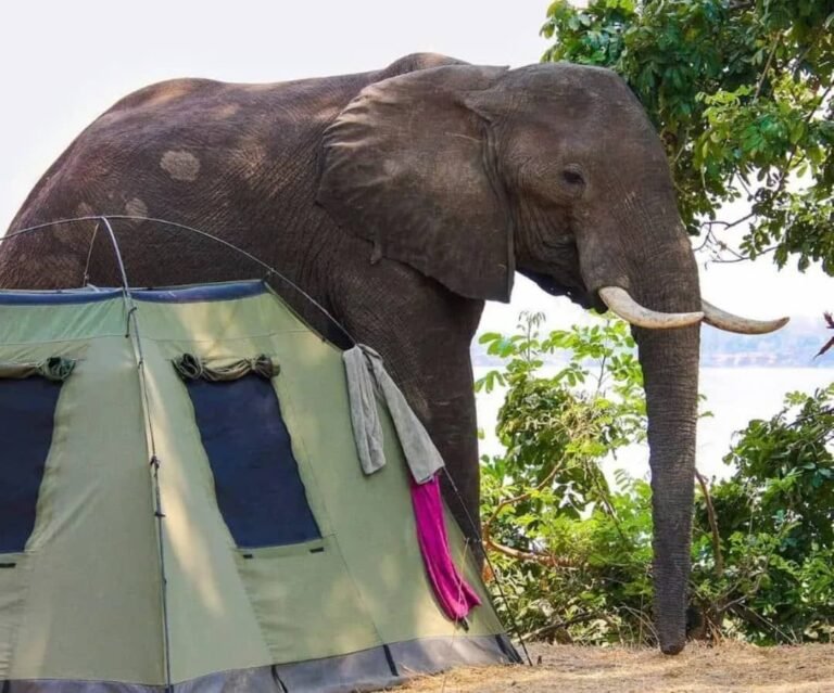 Elephant walking past a safari tent at a Chobe National Park campsite