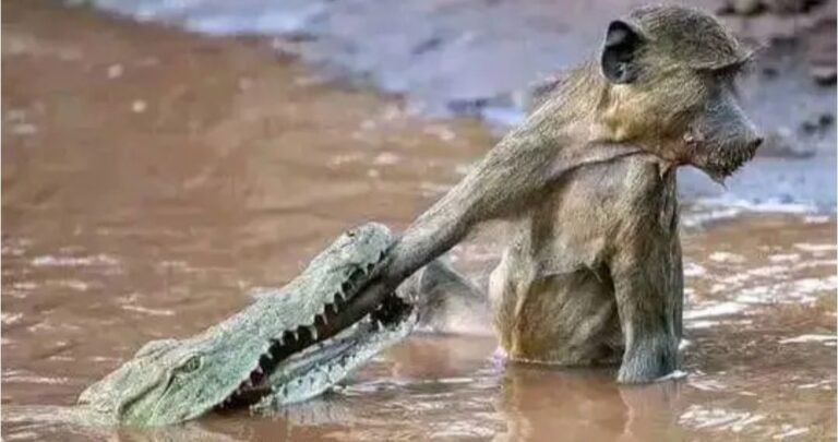 Crocodile lunging at a baboon at the Chobe River's edge
