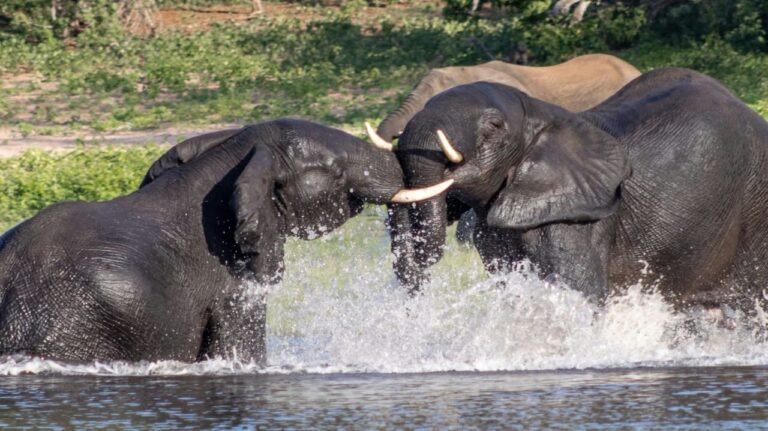 Two young elephants play-fighting in the water on a Chobe safari