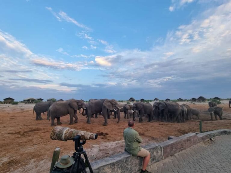 Herd of elephants at the waterhole at Elephant Sands, Botswana