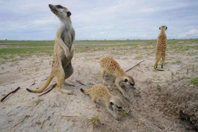 Habituated meerkats standing on guard at the Makgadikgadi Pans