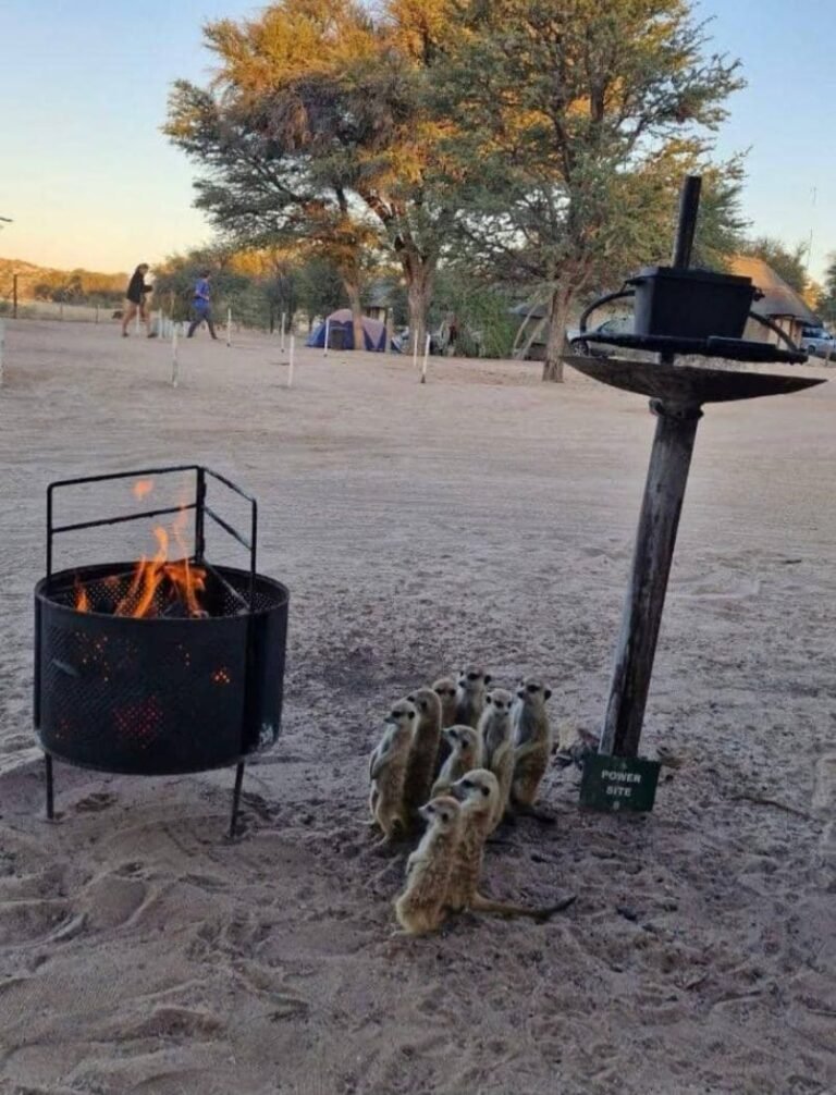 Meerkats standing beside a campfire at the Makgadikgadi salt pans