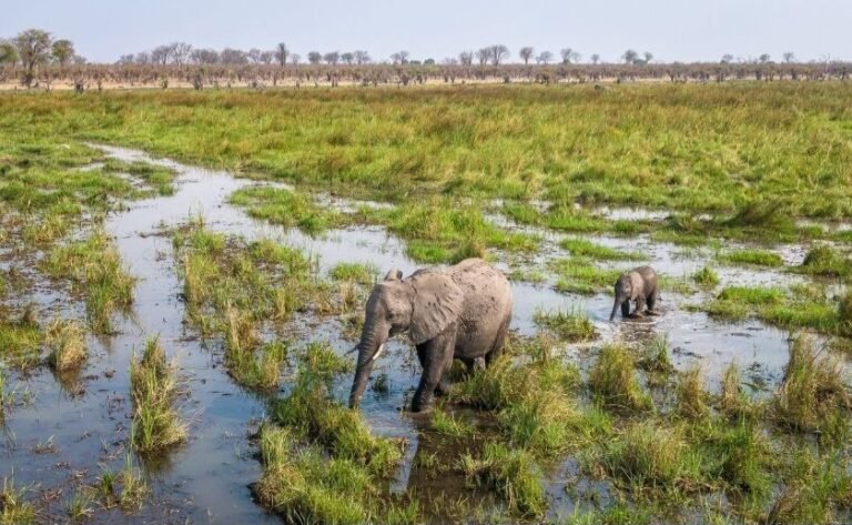 Elephants wading through flooded grassland in the Okavango Delta
