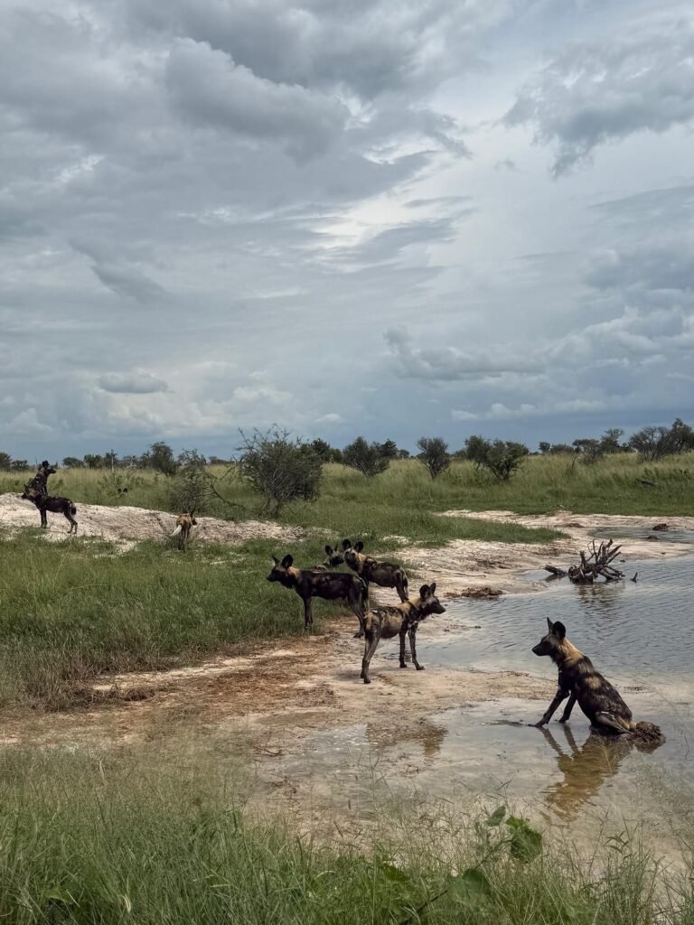 African painted dogs crossing shallow water in the Okavango Delta