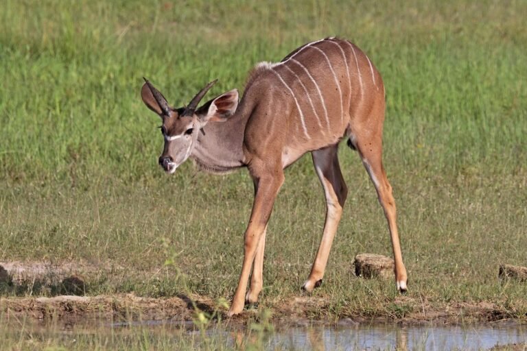 Young greater kudu bull at the water's edge