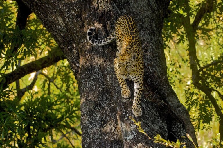 Leopard climbing down a tree trunk