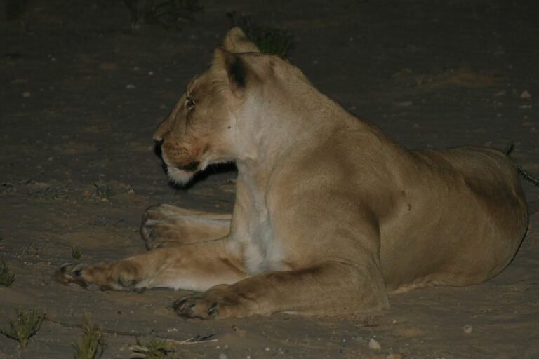 Lioness resting on the ground at night