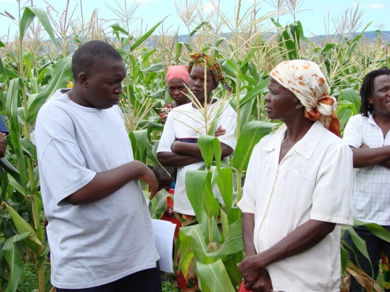 Village farmers talking together in a maize field in Binga, Zimbabwe