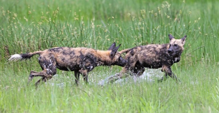 Two African wild dogs running through grass near the Okavango River