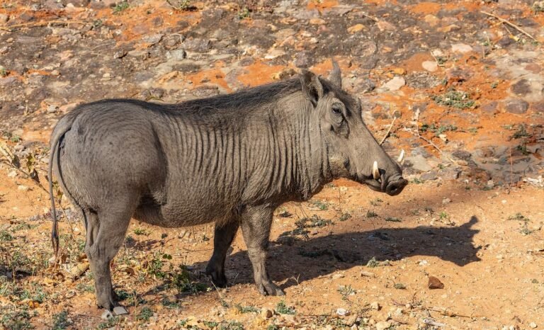 Warthog in Zambezi National Park, Zimbabwe