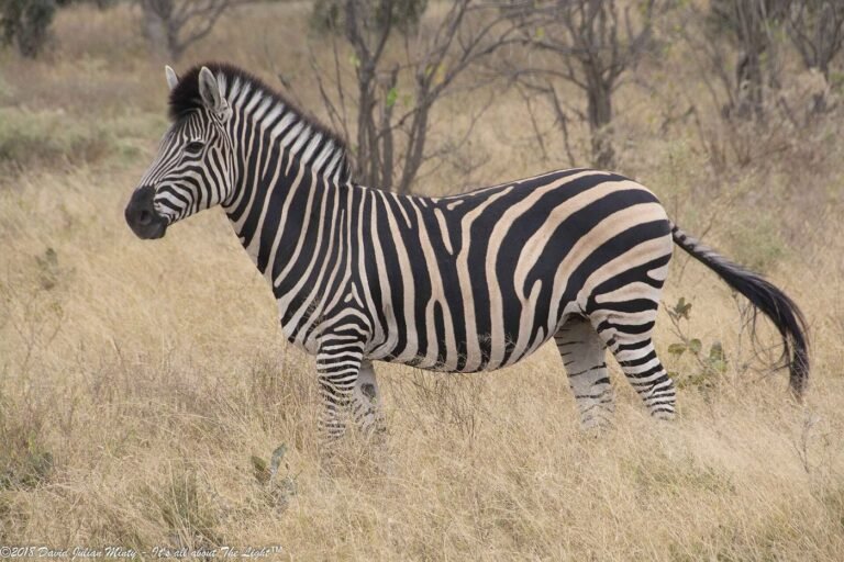 Zebra standing in golden grass in a Botswana reserve